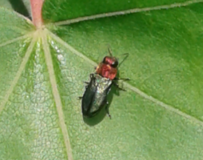 Buprestidae : femmina di Anthaxia nitidula?  Sì
